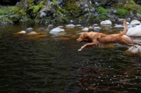 Picture of Nova Scotia Duck Tolling Retriever jumping into water