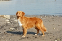 Picture of nova scotia duck tolling retriever on beach