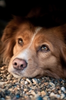 Picture of Nova Scotia Duck Tolling Retriever