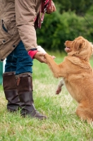 Picture of Nova Scotia Duck Tolling Retriever shaking paw