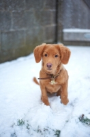Picture of Nova Scotia Duck Tolling Retriever puppy in snow