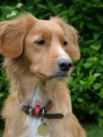 Picture of Nova Scotia Duck Tolling Retriever