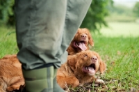 Picture of Nova Scotia Duck Tolling Retrievers looking at owner