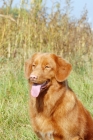 Picture of nova scotia duck tolling retriever portrait