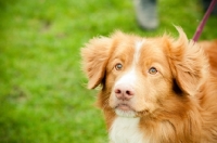 Picture of Nova Scotia Duck Tolling Retriever head study