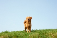 Picture of Nova Scotia Duck Tolling Retriever in grassy field