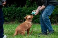 Picture of Nova Scotia Duck Tolling Retriever with retrieved dummy