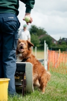 Picture of Nova Scotia Duck Tolling Retriever at trial with tennis ball