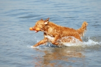 Picture of nova scotia duck tolling retriever retrieving toy from water