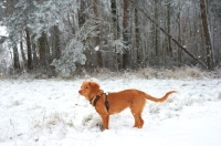 Picture of Nova Scotia Duck Tolling Retriever in snow, side view