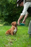 Picture of Nova Scotia Duck Tolling Retriever retrieving to owner