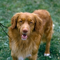 Picture of nova scotia duck tolling retriever,  looking up