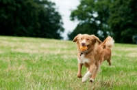 Picture of Nova Scotia Duck Tolling Retriever retrieving in field