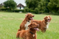 Picture of Nova Scotia Duck Tolling Retrievers in field