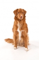 Picture of Nova Scotia Duck Tolling Retriever