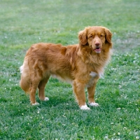 Picture of nova scotia duck tolling retriever standing