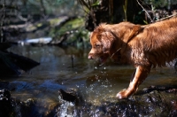 Picture of Nova Scotia Duck Tolling Retriever near river