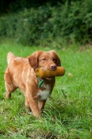 Picture of Nova Scotia Duck Tolling Retriever with dummy