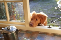 Picture of Nova Scotia Duck Tolling Retriever begging