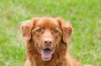 Picture of Nova Scotia Duck Tolling Retriever 