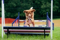 Picture of Nova Scotia Duck Tolling Retriever at dog trial