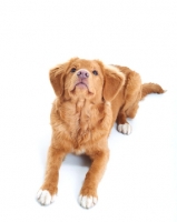 Picture of Nova Scotia Duck Tolling Retriever in studio