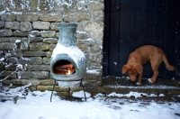 Picture of Nova Scotia Duck Tolling Retriever near stove