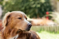 Picture of Nova Scotia Duck Tolling Retriever 