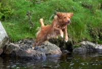 Picture of Nova Scotia Duck Tolling Retriever