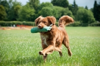 Picture of Nova Scotia Duck Tolling Retriever retrieving