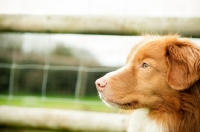 Picture of Nova Scotia Duck Tolling Retriever profile