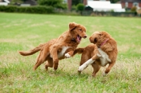 Picture of Nova Scotia Duck Tolling Retrievers playing in field