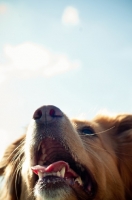 Picture of Nova Scotia Duck Tolling Retriever close up