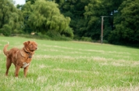 Picture of Nova Scotia Duck Tolling Retriever in field