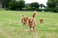 Picture of Nova Scotia Duck Tolling Retrievers running together