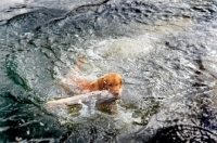 Picture of Nova Scotia Duck Tolling Retriever in water with log
