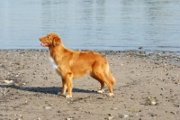 Picture of nova scotia duck tolling retriever side view