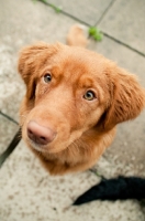 Picture of Nova Scotia Duck Tolling Retriever on pavement