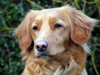 Picture of Nova Scotia Duck Tolling Retriever