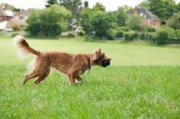 Picture of Nova Scotia Duck Tolling Retriever retrieving in field, side view