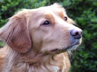 Picture of Nova Scotia Duck Tolling Retriever