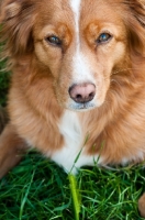 Picture of Nova Scotia Duck Tolling Retriever close up