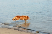 Picture of nova scotia duck tolling retriever jumping into water