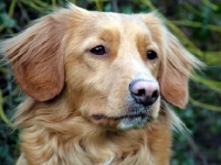 Picture of Nova Scotia Duck Tolling Retriever