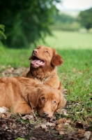 Picture of Nova Scotia Duck Tolling Retrievers