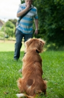 Picture of Nova Scotia Duck Tolling Retriever listening to owner