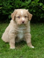 Picture of Nova Scotia Duck Tolling Retriever