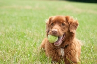 Picture of Nova Scotia Duck Tolling Retriever with tennis ball