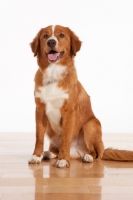 Picture of Nova Scotia Duck Tolling Retriever sitting on floor