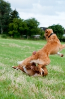 Picture of Nova Scotia Duck Tolling Retrievers playing in field
